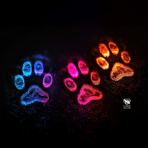 Night Trail of Paws