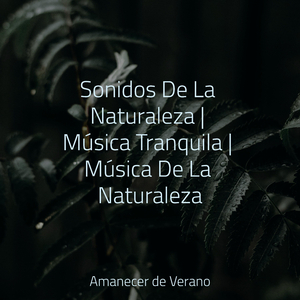 Melodías Transitorias Esperan