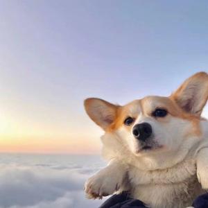 我在昨天的梦里又看见了你（翻唱）