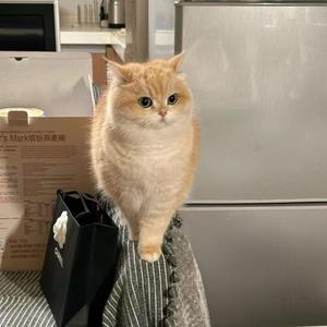 sharpest tool (slowed)