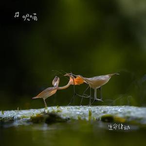 永恒的爱与青春