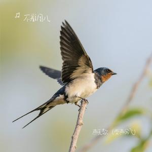 燕无歇（劳燕分飞)