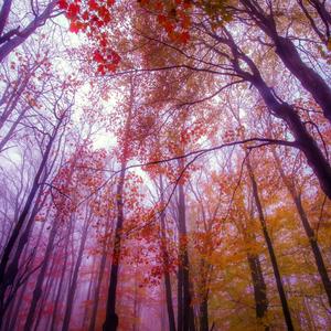 我和我的四个妹妹