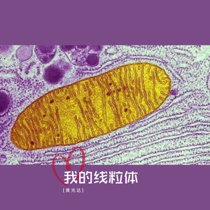 我的线粒体