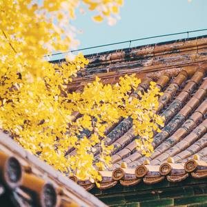 樱花散落的季节