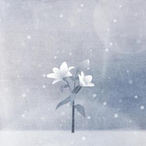 눈 속의 꽃 (With 곽정임)