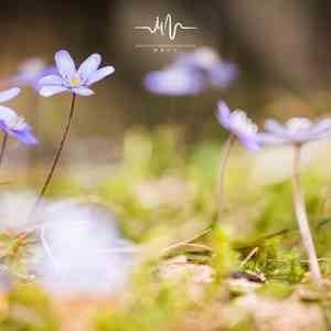 素年 (扬琴放松)