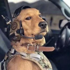 如果爱忘了（烟嗓）