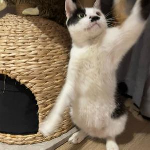 哈基米小伙立正了！