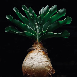 Boofun (feat. OONOO & botanik)