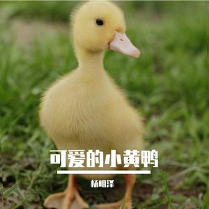 可爱的小黄鸭