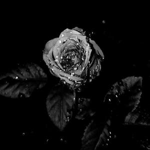 锦鲤抄（翻唱）