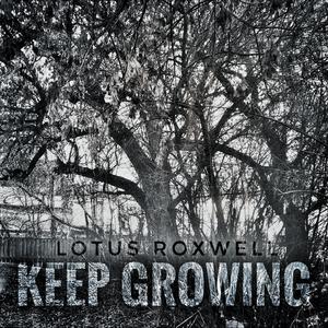 SUNLIGHT THROUGH THE TREES