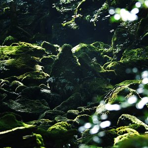 屋久岛树灵的悄悄话，在悄悄展开