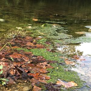 ITCAMEFROMTHEMURKYWATERS (feat. boyher0)