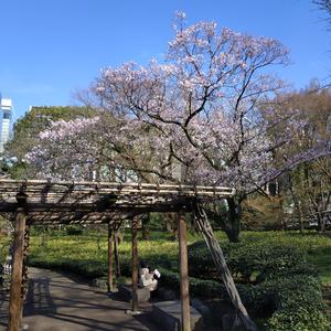 さようなら (Sayōna ra)