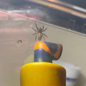 Murder at camp weebu