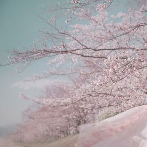 草原上爱自由的姑娘