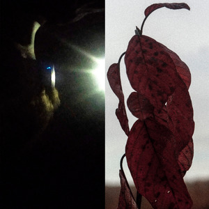 Китовый рай