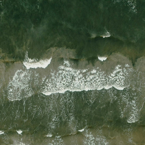 楼顶上的小斑鸠