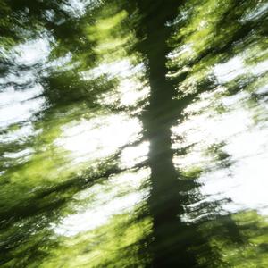 肆野