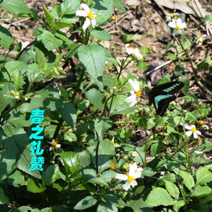 鸟鸣与春樱的对语