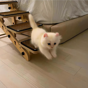 小模样（cover：张小只ya）