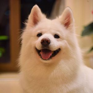 小狗小狗乖乖