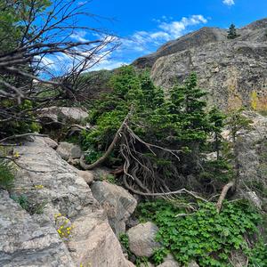 Rocky Mountain Moss