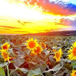 夕阳下的向日葵.wav