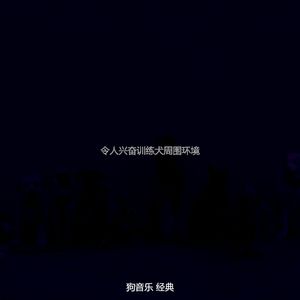 柔和的可爱的狗时刻