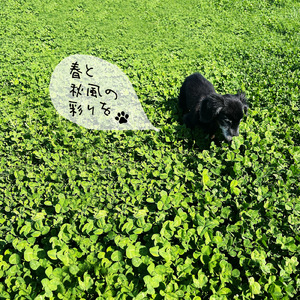 春と秋風の彩りを