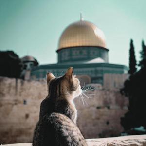 হৃদয় নিঙ্গড়ানো উপদেশ। খন্দকার আব্দুল্লাহ জাহাঙ্গীর রাহিহুল্লাহ