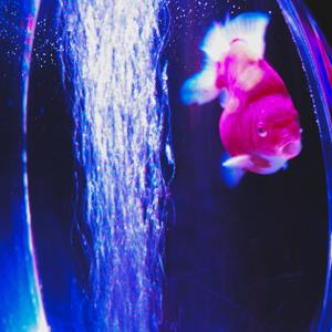 Kiki Do You Love Me (Sped)