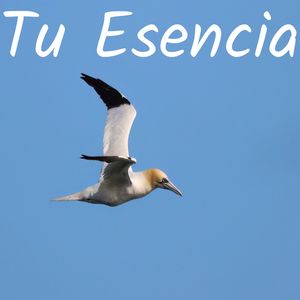 Preguntame