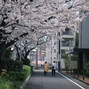 カルピスが好きな君へ