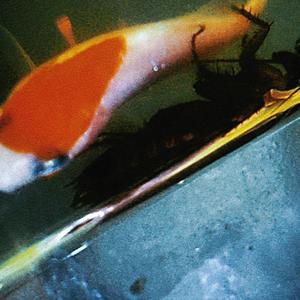 骨裂，我们像落水的鱼