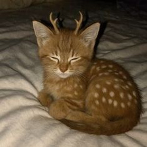 Goosebumps (sped up)