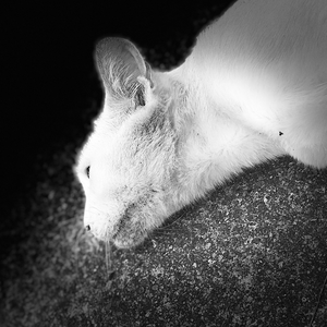 猫枯