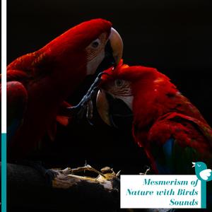 Pleasent Bird Chorus