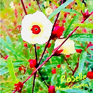 Roselle