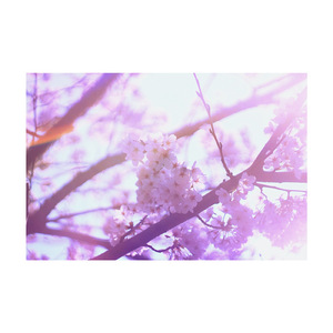 セツナハナビラ (セルフカバー)