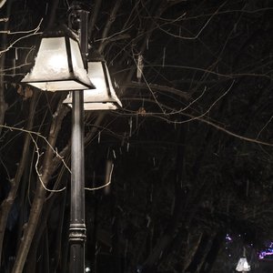 冬，松树，圣诞节