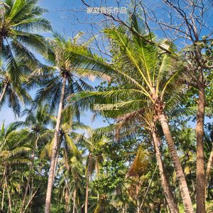 适合旅馆甜美的音乐