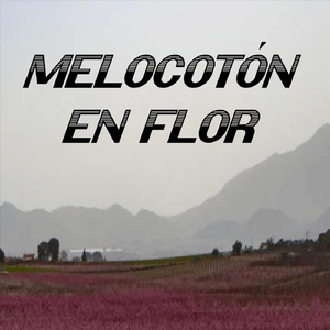 Melocotón en Flor