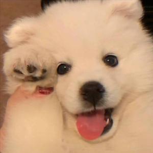 DearDog（Prod.By 1LKay）