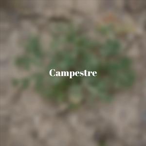 Campestre
