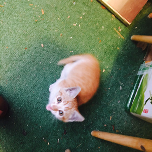 LA LA LAND（翻自 Brooklyn Duo）