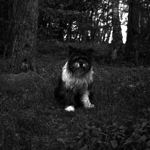 Hippie Robot Østkant Blues