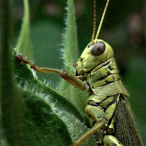 ZIPLA